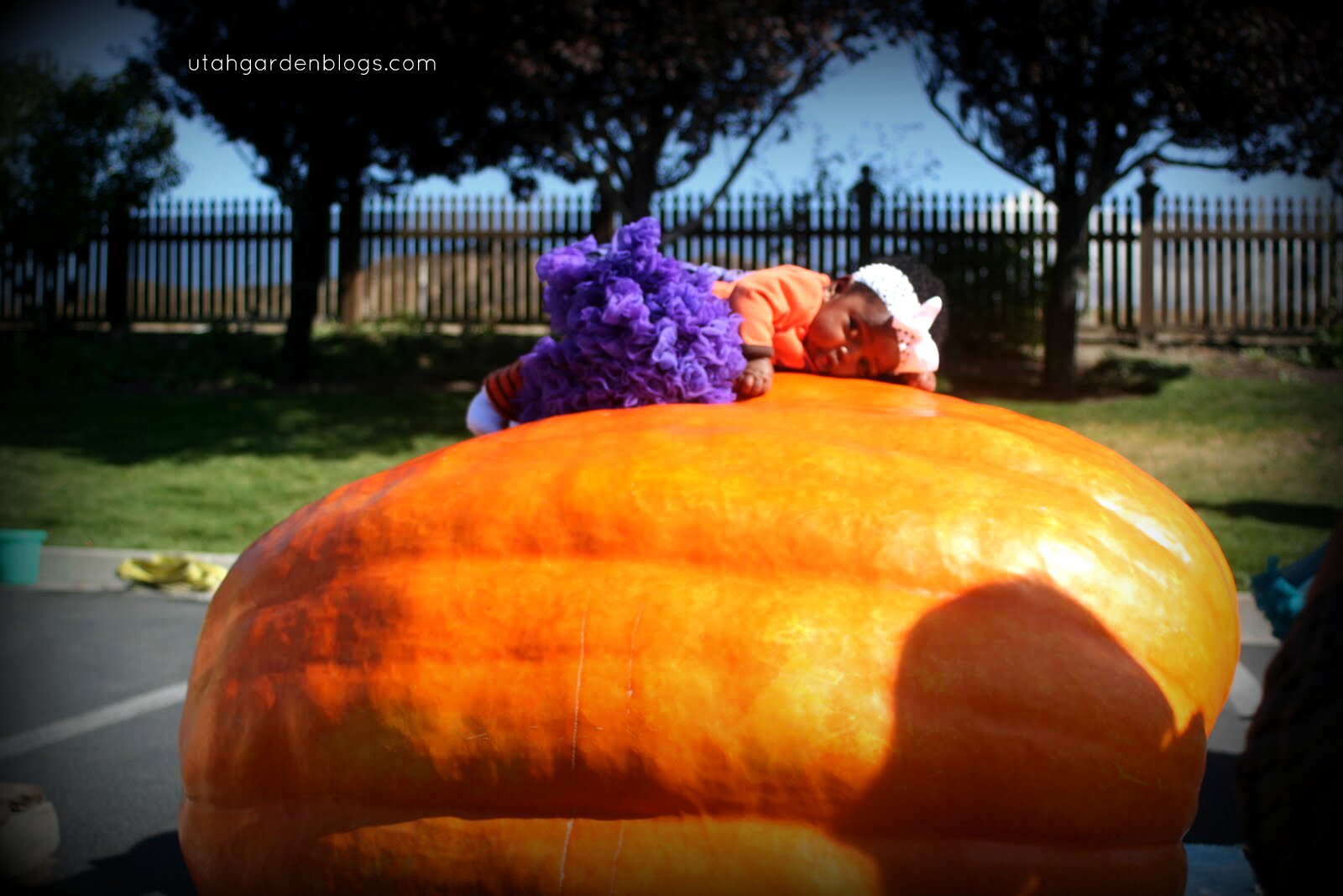 Baby Katie at the 2009 Weigh Off- her Mom is easily hiding behind this 900 lb. pumpkin, holding her in place (nobody worry!)