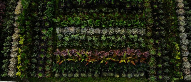 Succulent Green Wall