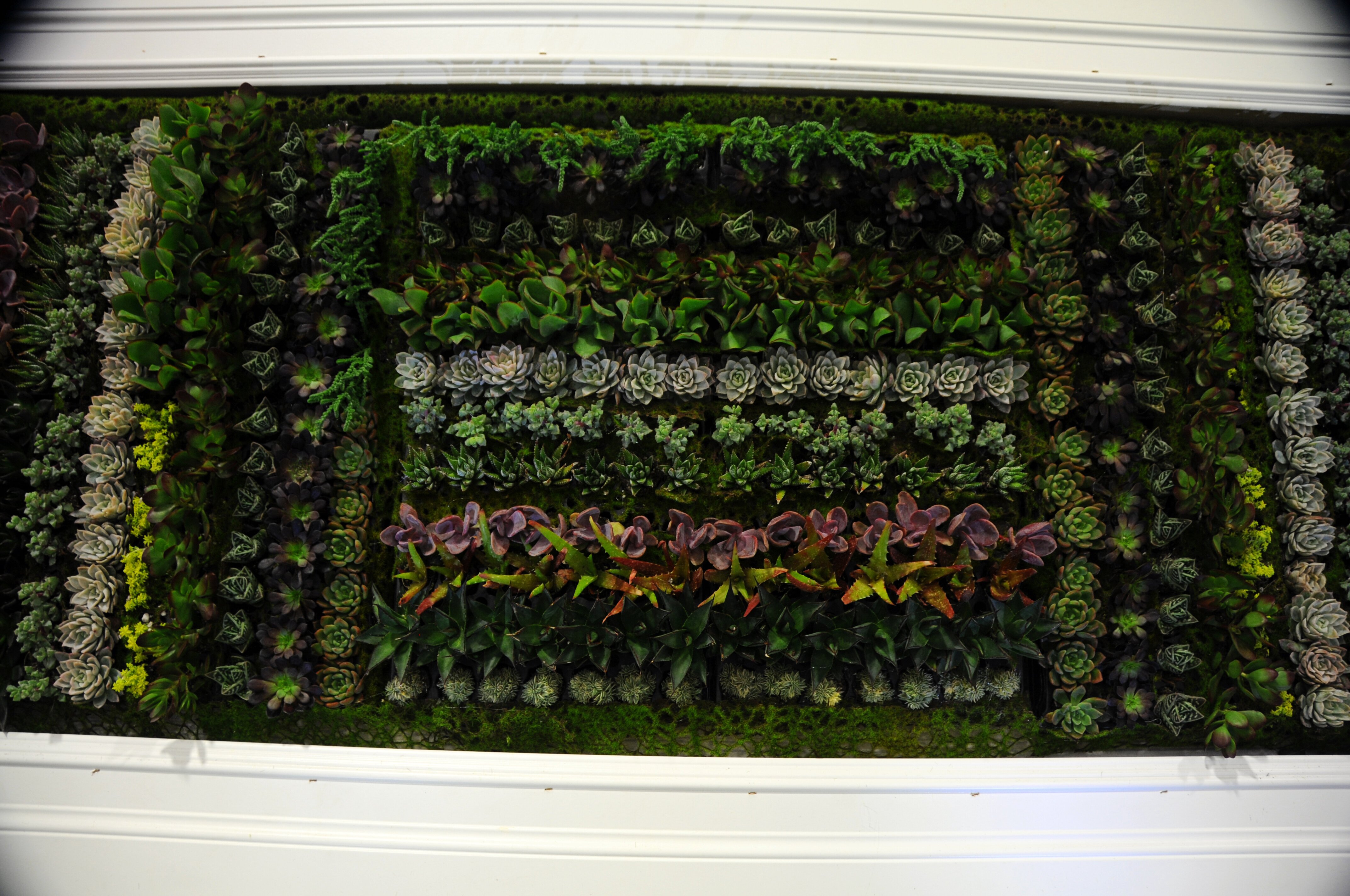 504 succulents were used to create a living picture- all foliage, no flowers!