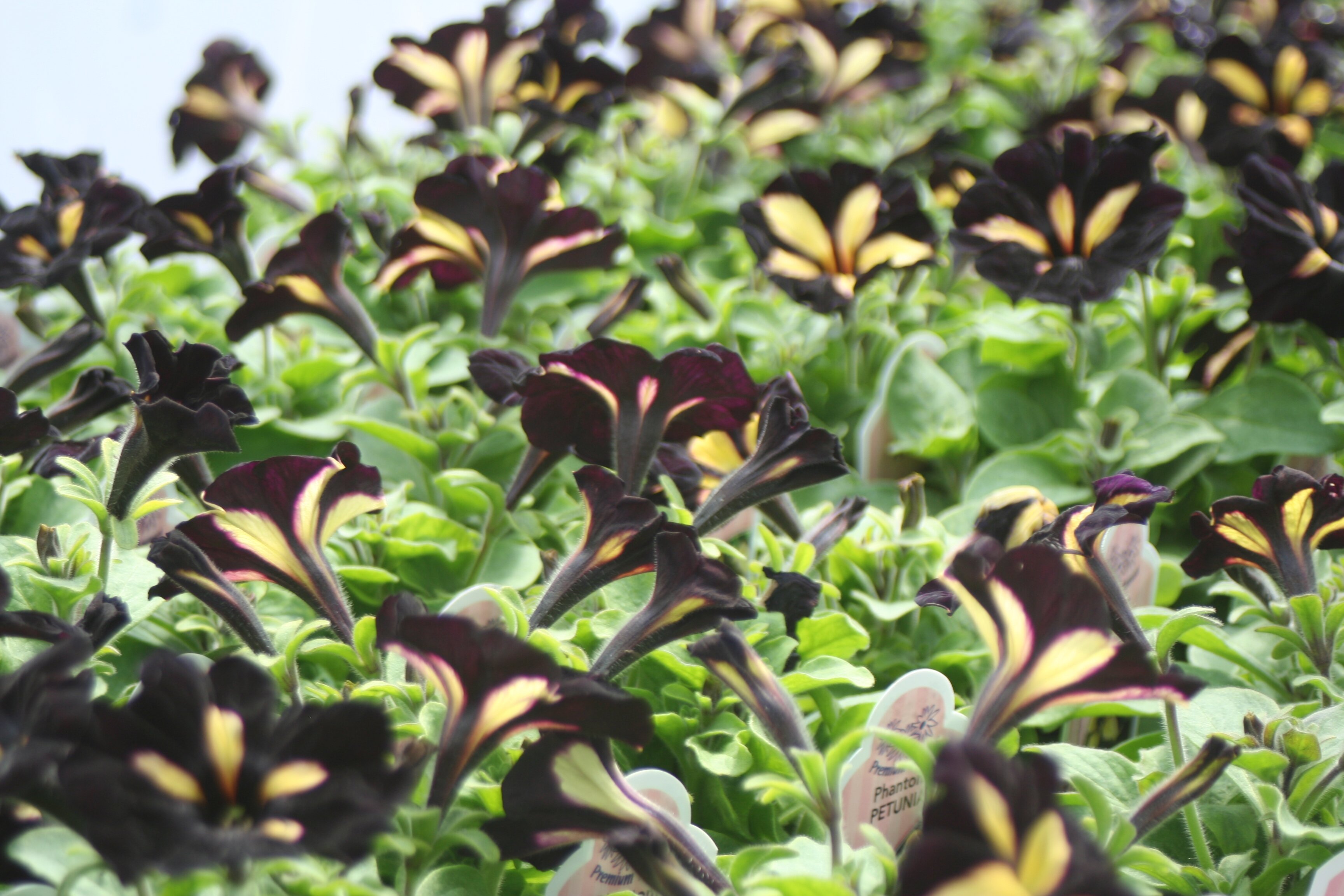 Close up of 'Phantom' Petunia- black with a limey-yellow star. One of the deepest blacks I've ever seen. Unbelievable!