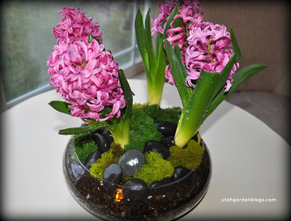Hyacinths Feature