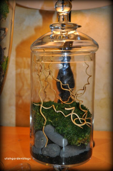 Terrarium with corkscrew rush and irish moss