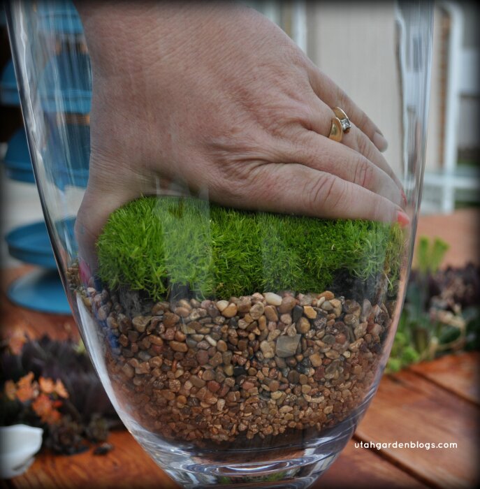 add moss to terrarium
